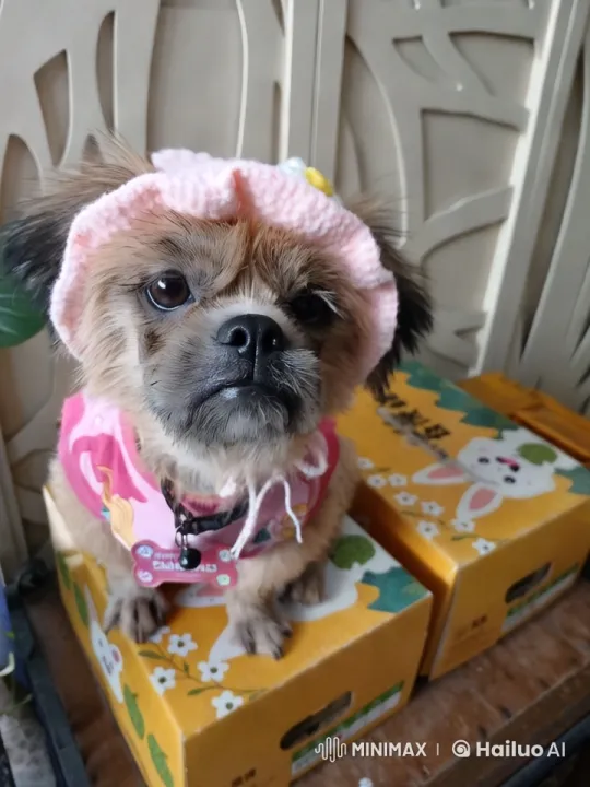 Adorable Dancing Dog in Pink Hat and Outfit – AI Generated Video | Hailuo AI