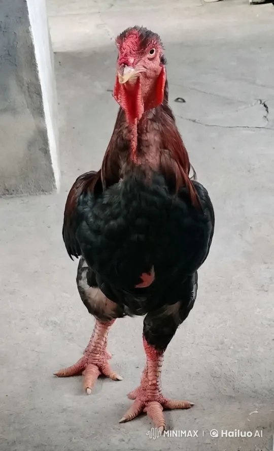 Close-up of Majestic Rooster on Rustic Concrete – AI Generated Video | Hailuo AI