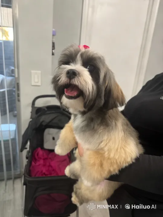 Joyful Dog with Pink Bow Shows Mocking Tongue – AI Generated Video | Hailuo AI