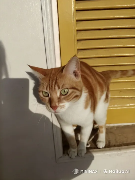 Live2D Animation: Curious Cat Meets Excited Minion – AI Generated Video | Hailuo AI