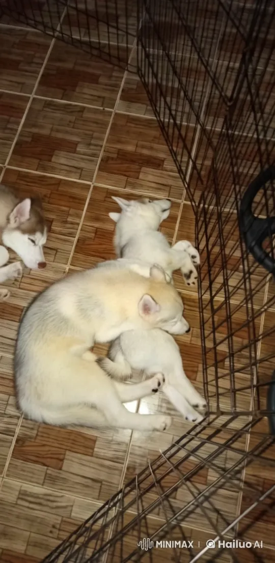 Adorable Puppies Sleeping in a Cozy Playpen – AI Generated Video | Hailuo AI