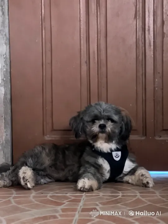 Fluffy Dog's Joyful Dance and Playful Kung Fu Moves – AI Generated Video | Hailuo AI