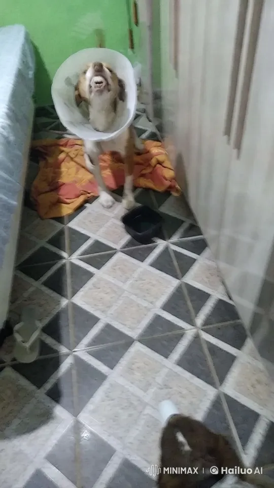 Energetic Dog in Cone Collar on Colorful Blanket – AI Generated Video | Hailuo AI