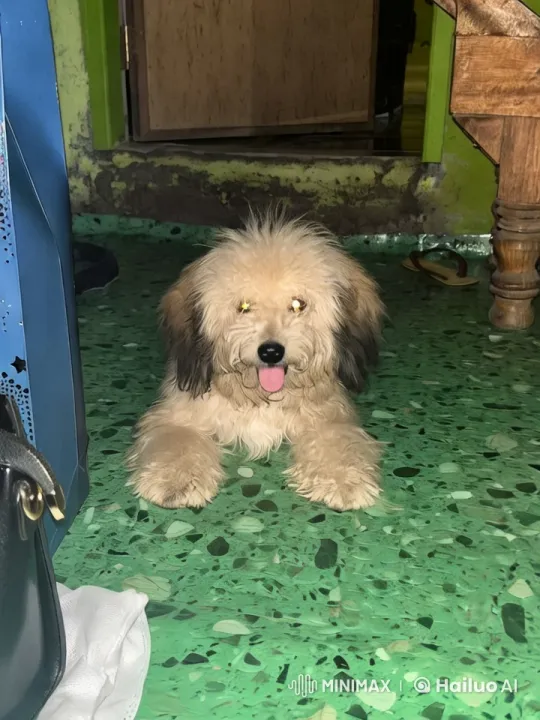 Fluffy Dog Performing Playful Dance – AI Generated Video | Hailuo AI
