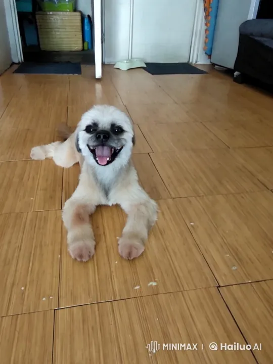 Dog Performs Impressive Kung Fu Dance – AI Generated Video | Hailuo AI