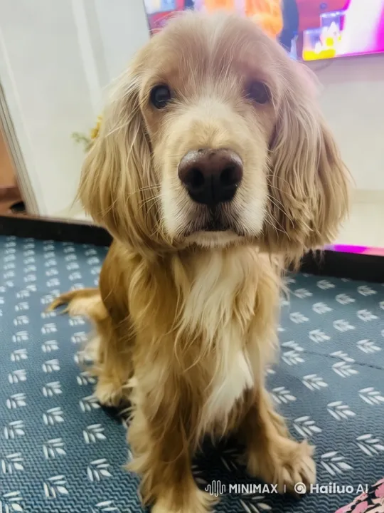 Lonely Dog Searching for Owner in Empty House – AI Generated Video | Hailuo AI