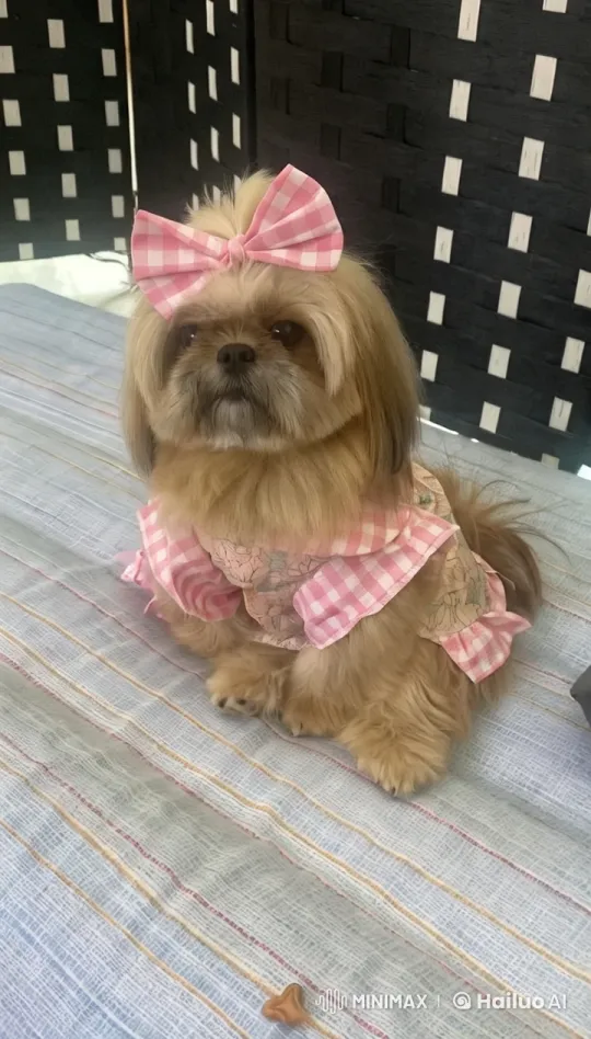 Dancing Dog in Checkered Outfit: Star Performance – AI Generated Video | Hailuo AI
