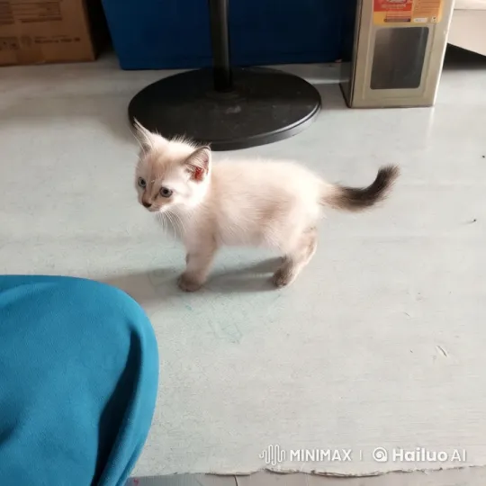 Fluffy Kitten's Playful Dance and Kungfu Moves – AI Generated Video | Hailuo AI