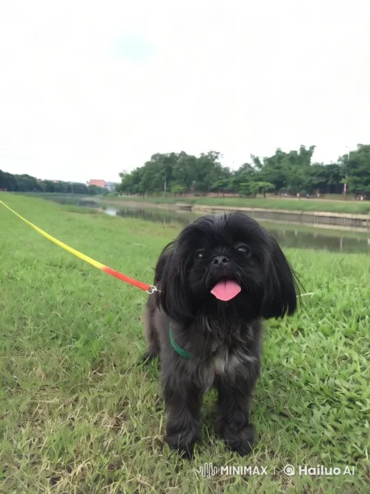 Joyful Black Dog Dancing in Scenic Nature – AI Generated Video | Hailuo AI