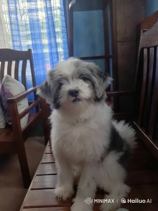 Cute Puppy Dancing in Cozy, Sunlit Room – AI Generated Video | Hailuo AI