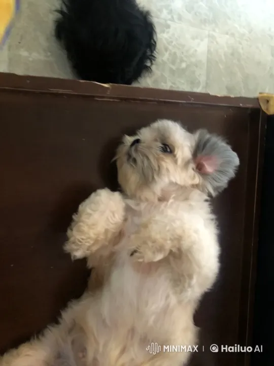 Fluffy Dog Joyfully Dancing and Playing Indoors – AI Generated Video | Hailuo AI
