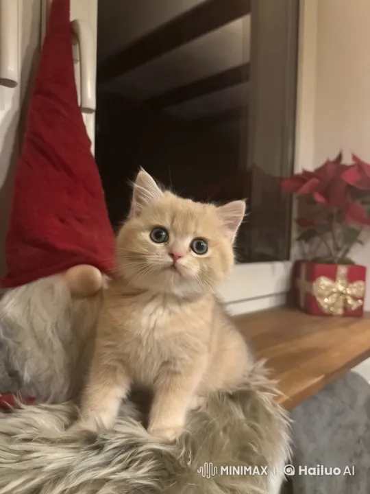 Fluffy Kitten Mimics Chores in Festive Setting – AI Generated Video | Hailuo AI