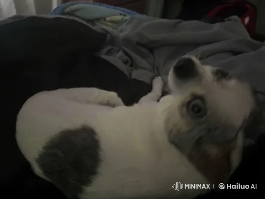 Dog in Distress Suddenly Leaps at Camera – AI Generated Video | Hailuo AI
