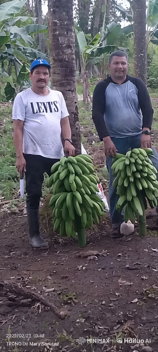 Tropical Banana Farm with Workers in Live2D Animation – AI Generated Video | Hailuo AI