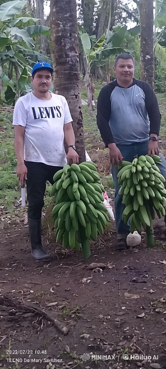 Banana Plantation Kungfu Fight in Live 2D Animation – AI Generated Video | Hailuo AI