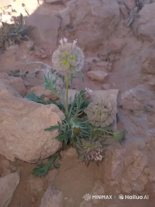 Desert Flower Beauty and Resilience Captured – AI Generated Video | Hailuo AI