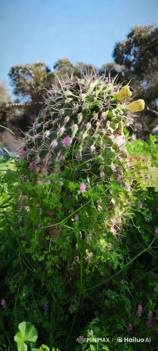 Cactus with Eyes: A Surreal Animation Scene – AI Generated Video | Hailuo AI