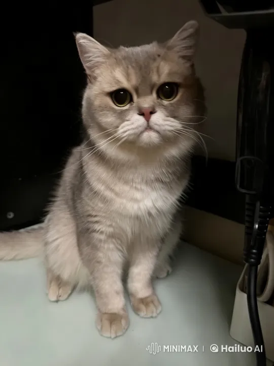 Graceful Cat Spins in Softly Lit, Dark Setting – AI Generated Video | Hailuo AI