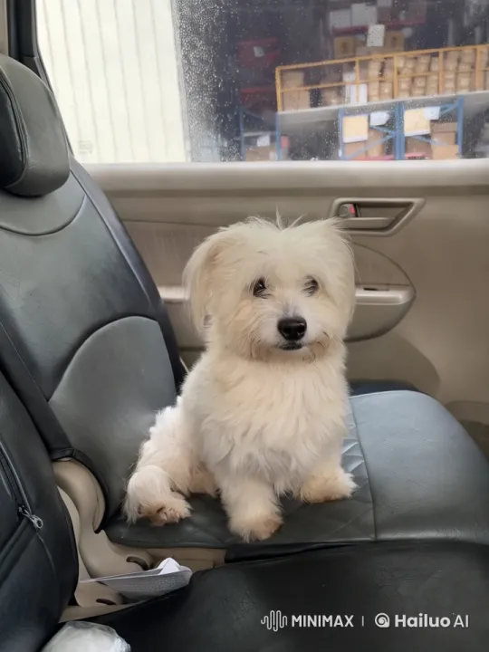 White Dog Dancing Energetically in Car – AI Generated Video | Hailuo AI