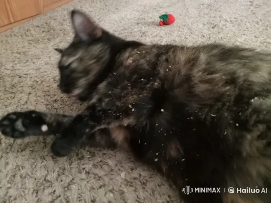 Tortoiseshell Cat Grooms on Carpet, Toy Nearby – AI Generated Video | Hailuo AI