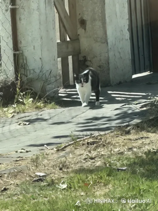 Black and White Cat on Sunlit Path – AI Generated Video | Hailuo AI