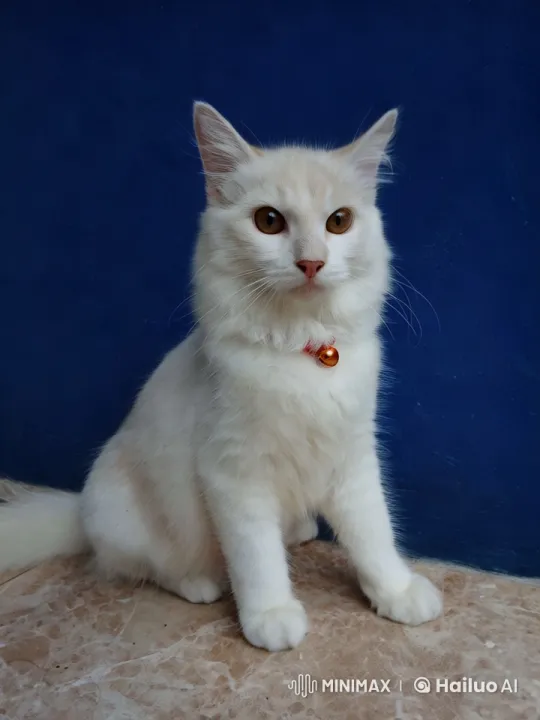 Cheerful Cat Chef Prepares Veg in Modern Kitchen – AI Generated Video | Hailuo AI