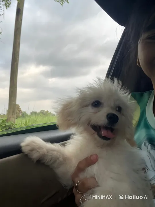 Joyful Puppy in Car with Person, Cloudy Sky, Greenery – AI Generated Video | Hailuo AI