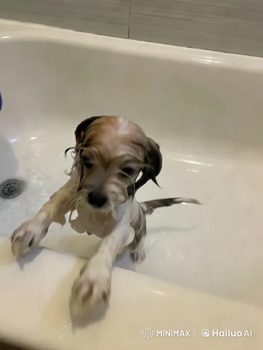 Dog Attempts to Escape Bathtub, Revealing a Flying Canine Scene – AI Generated Video | Hailuo AI