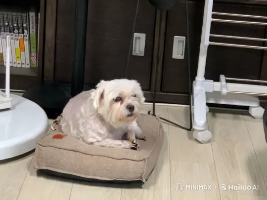 Puppy Transforms into Skater in Magical Ice Rink Performance – AI Generated Video | Hailuo AI