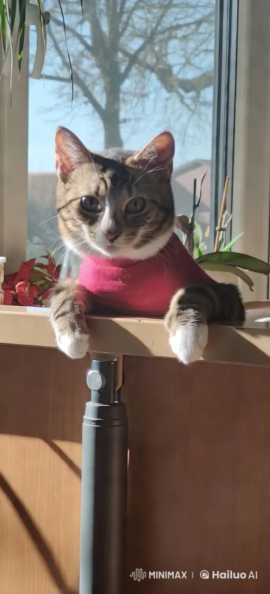 Charming Cat in Red Sweater, Sunlit Tabletop Scene – AI Generated Video | Hailuo AI