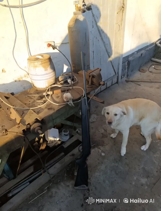 Dog Performs Impressive Forward Flip in Rustic Setting – AI Generated Video | Hailuo AI