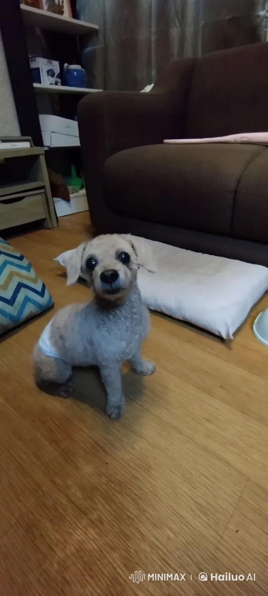 Cozy Living Room: Curly-haired Dog Gets a Fresh Start – AI Generated Video | Hailuo AI