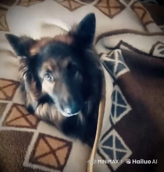 Dog in Patterned Blanket Barks Intimately – AI Generated Video | Hailuo AI