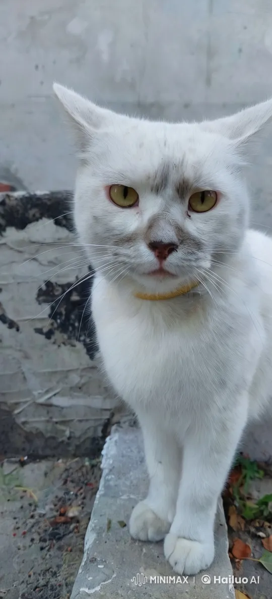 Aesthetic Close-Up of a Curious White Cat – AI Generated Video | Hailuo AI