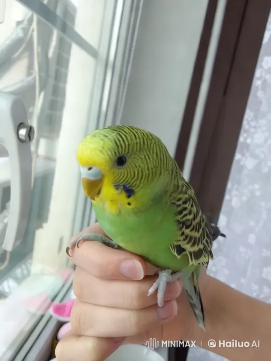 Vibrant Budgerigar Perched on Hand by Window – AI Generated Video | Hailuo AI