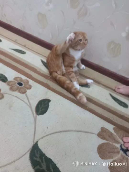 Cat Transforms into Dog, Engages in Playful Fight – AI Generated Video | Hailuo AI