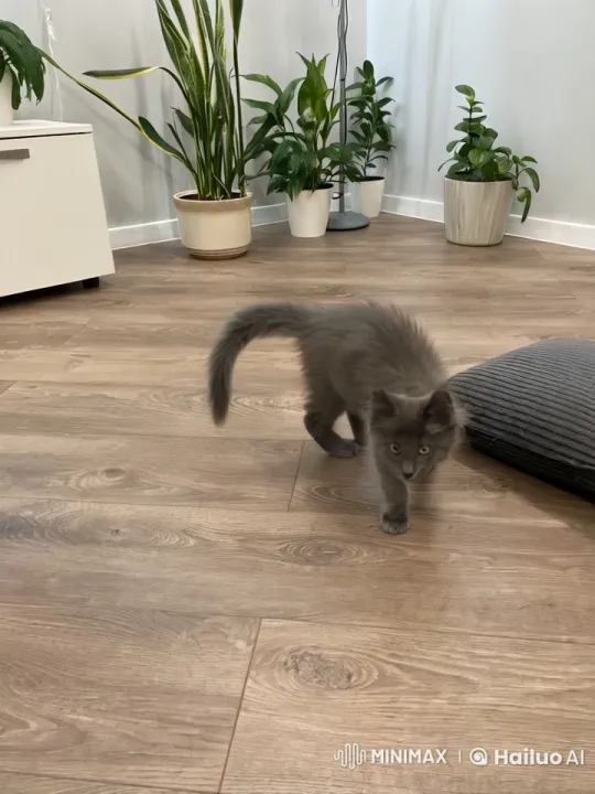 Pet Takes Up Household Chores in Apron – AI Generated Video | Hailuo AI