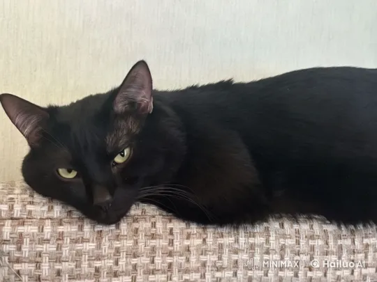 Black Cat Relaxing on Woven Surface – AI Generated Video | Hailuo AI