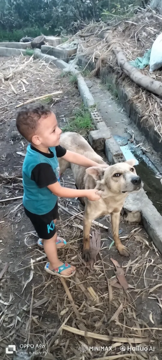 Boy Petting Dog in Rustic Outdoor Setting – AI Generated Video | Hailuo AI