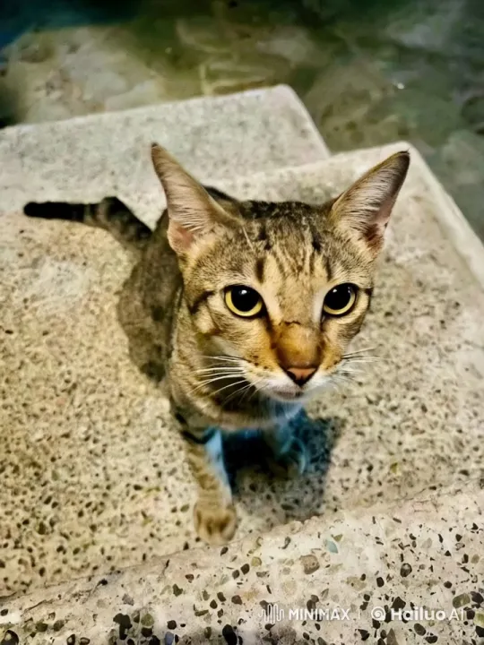 Tabby Cat Sings on Stone Steps – AI Generated Video | Hailuo AI