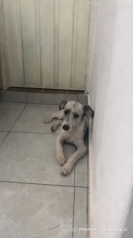 Dog's Sad Departure Captured on Camera – AI Generated Video | Hailuo AI