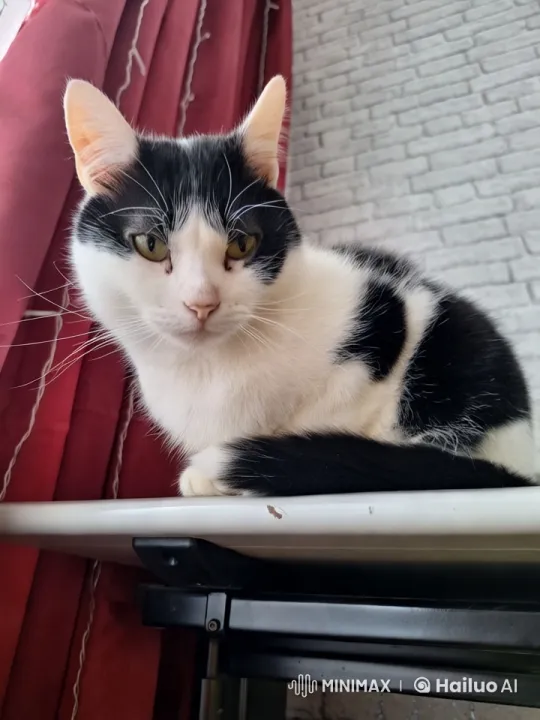 Cat Chef: Gracefully Cooking Scrambled Eggs in a Cozy Kitchen – AI Generated Video | Hailuo AI