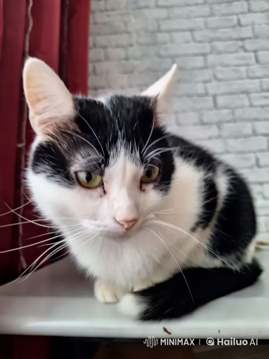 Cat Sings and Laughs with Engaging Expressions – AI Generated Video | Hailuo AI