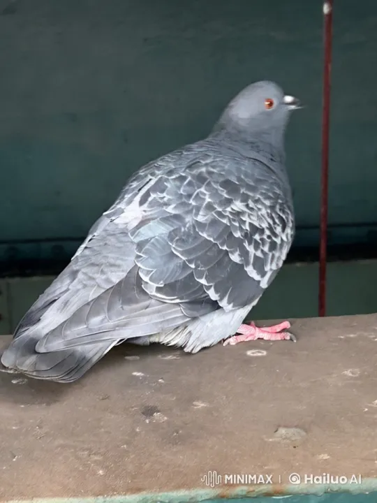 Pigeon with Yankee Cap in Surreal Urban Apocalypse – AI Generated Video | Hailuo AI