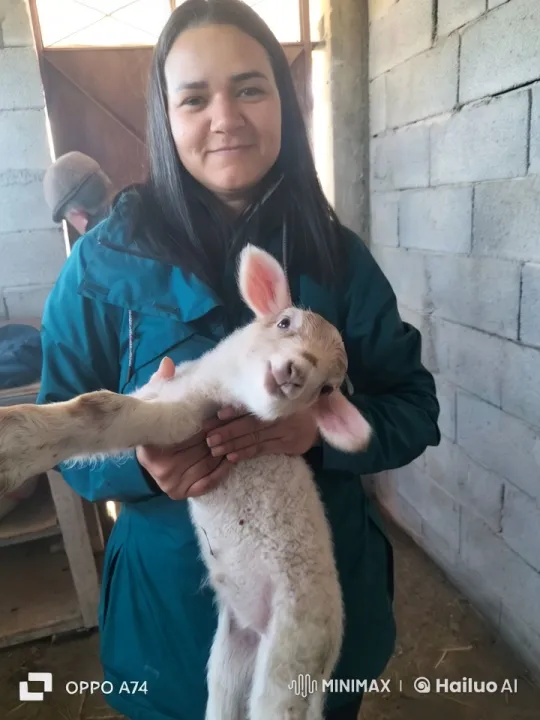Woman and Lamb Bond in Rustic Barn Setting – AI Generated Video | Hailuo AI