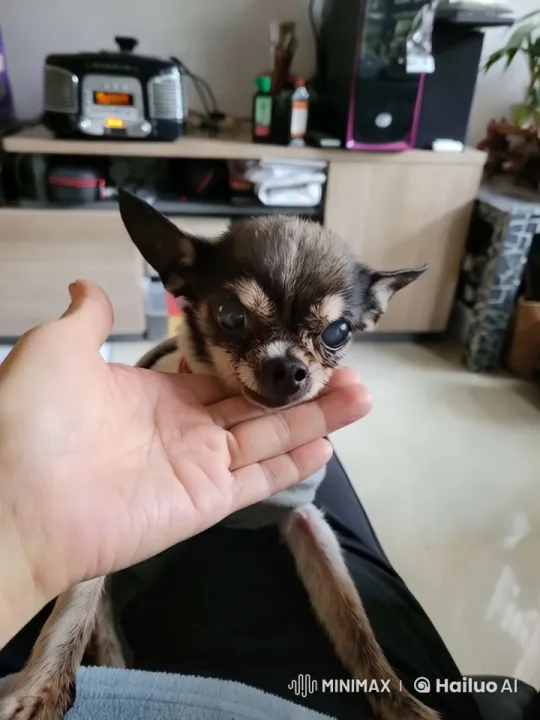 Small Dog Trembles in Gentle Hold Amidst Modern Living Room – AI Generated Video | Hailuo AI