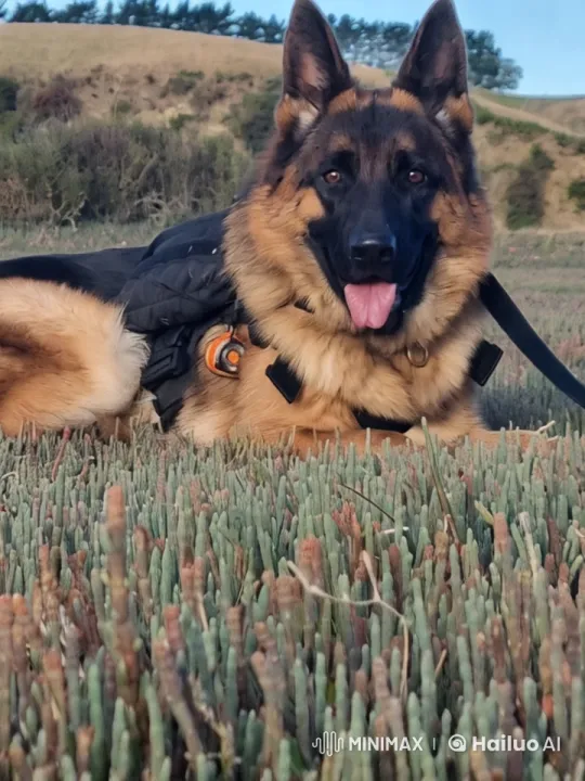 German Shepherd in Serene Landscape – AI Generated Video | Hailuo AI