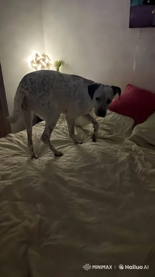 White Dog Joyfully Dancing on a Neat Bed – AI Generated Video | Hailuo AI