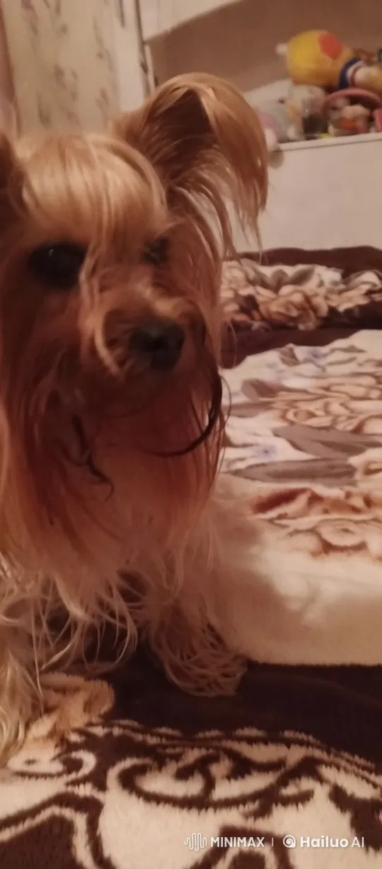Cute Dog Dancing on Floral Bed in Cozy Room – AI Generated Video | Hailuo AI