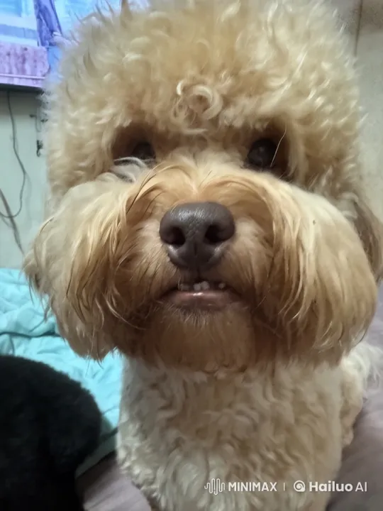 Adorable Fluffy Dog in Cozy Indoor Setting – AI Generated Video | Hailuo AI
